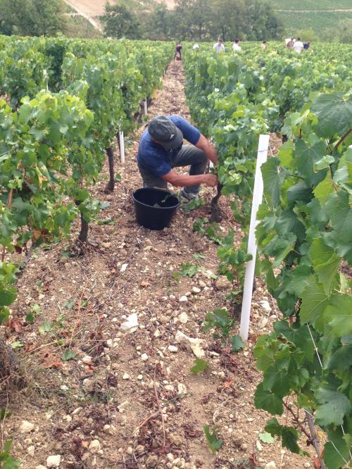 Les Vendanges Septembre 2019